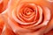 Close up of orange-peach colored rose flower