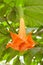 Close-up of orange pendulous bloom of Angel`s Trumpets flower of Brugmansia sp.