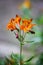 Close-Up of Orange Peruvian Lily Flower With Water Drops