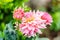 Close up Orange on pink Dahlia hybrid flower with blurred background