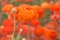 Close up of orange ranunculus flowers in a field