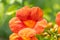 Close-up of orange and red blossoms and buds of hummingbird vine, also known as trumpet creeper or trumpet vine campsis radicans