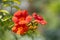 Close-up of orange and red blossoms and buds of hummingbird vine or trumpet creeper or trumpet vine campsis radicans