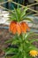 A close up of orange-red flowers of Fritillaria imperialis of the variety `Aurora` crown imperial, imperial fritillary