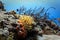 Close-up of orange, red sea anenome and branching sponges and coral on reef