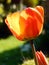 Close-up of Orange Red Tulip Flower Tulipa gesneriana