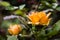 Close up of orange rose; blurred background