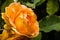 Close up of orange rose; blurred background