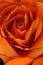 Close up of orange rose make from paper for abstract background