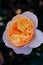 Close up of orange rose with petals softened on blur nature background. Royalty high-quality free stock image of flowers.