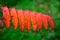 Close Up of Orange Sumac Leaves