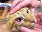 Close up on Orange Tabby Cat face being held by multiple hands to assess trauma to eye