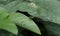 Close up of an orange tailed marsh dart fly sitting on the tip of a folded green leaf