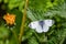 Close up of orange tipped butterfly with wings wide open on green plant