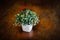 A close-up orange tree in a beautiful white ceramic pot for tabletop decoration design, fake orange tree, easy-care decorative