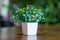 A close-up orange tree in beautiful white ceramic pots for decorative design on the table for beauty, leave room for the fake