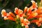 Close up Orange trumpet, Flame flower, Fire-cracker vine