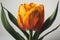 Close up of orange tulip with green leaves on white background. generative ai