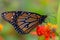 Close-up of an orange white-patterned monarch butterfly (Danaus plexippus) on a flower