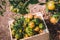 Close-Up of an Orange in Wooden Basket at Organic Farm, Agriculturist Occupation , Agriculture and Harvesting Concept