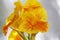 Close up of orange and yellow King Humbert Canna Lily flowers with a blurred background
