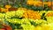 Close up of Orange and Yellow Marigolds