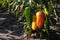 Close-up of orange and yellow peppers growing in the vegetable garden
