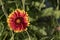 Close-up of orange, yellow, red wildflowers with green background with copy space for text