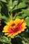 Close Up of an Orange and Yellow Zowie Yellow Flame Zinnia