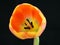 Close-up of a orange-yellowish tulip