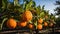 A close up of oranges on a branch of its tree, sitting in an orange orchard on a sunny morning