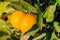 Close-up of oranges hanging from a tree