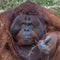 Close up of an orangutan