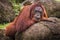 Close up of Orangutan in the in natural environment, Malaysia