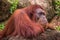 Close up of Orangutan in the in natural environment, Malaysia