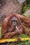 Close up of Orangutan in the in natural environment, Malaysia