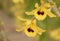 Close-up of orchid flower, Dendrobium friedericksianum Rchb.f
