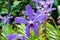 Close up of orchid flowers in famous Singapore Botanical Garden