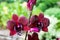 Close up of orchid flowers in famous Singapore Botanical Garden