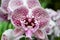 Close up of orchid flowers in famous Singapore Botanical Garden