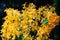 Close up of orchid orange flower on dark background