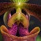 A close-up of an orchid Paphiopedilum in violet colors