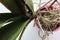 Close up of orchid roots and leaves. Overhead views of Orchid plant in plastic pot on the windowsill.