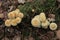 Close up of Ordinary Sulfur Head Fungi