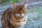 close-up of ordinary tiger-looking domestic cat