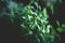 Close up of oregano blurred and focused oregano leaves