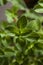 Close up of an oregano herb leaf