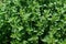 A close up of oregano plants (Origanum vulgare)  focus