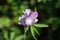 Close up of Oregon Checker Mallow (Sidalcea oregana) blooming in Shasta National Forest, Northern California; green and black