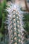 Close Up of an Oreocereus Cactus